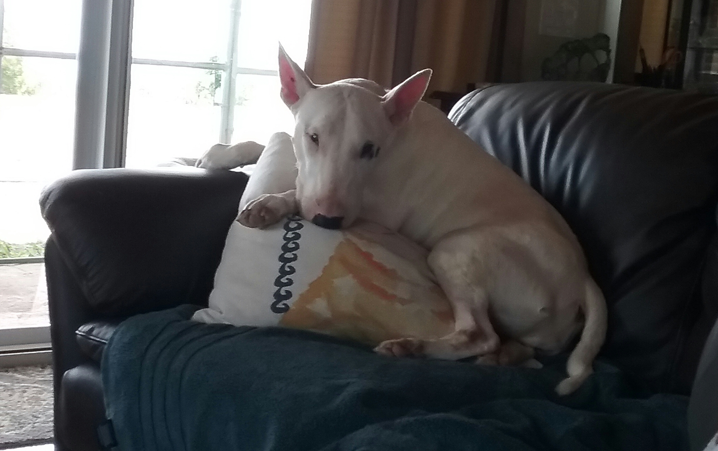 PetCareRx Reviews 335 Reviews of Sitejabber