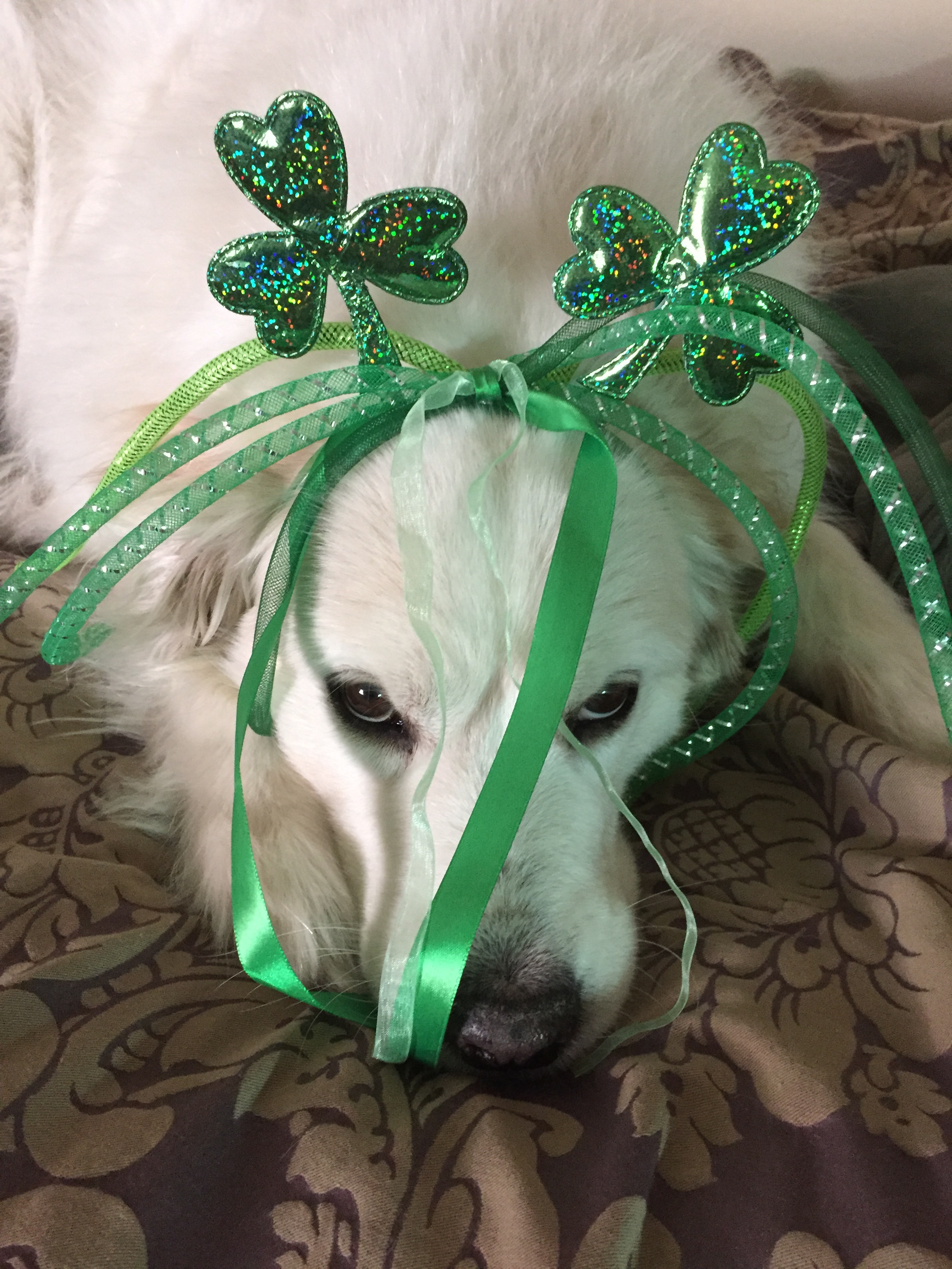 Allivet Reviews - 3,968 Reviews of Allivet.com | Sitejabber