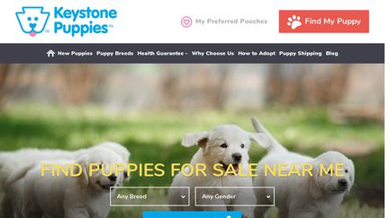Keystonepuppies.com